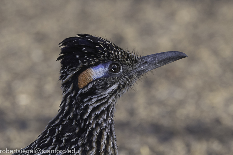 Roadrunner - Big Bend National Park